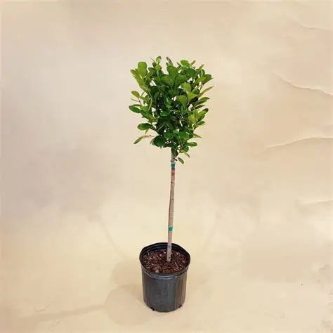 Ficus Moclame