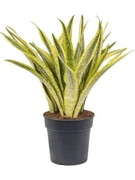 Snake Plant Lauren