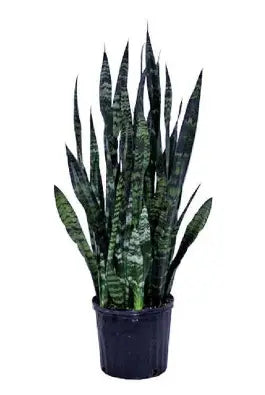 Sanseveria 'Black Coral'