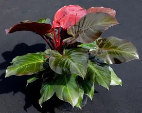 Philodendron McColleys