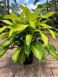 Dracaena Bronze Bay