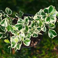 Ficus Triangularis Variegated