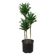 Dracaena 'Janet Craig'