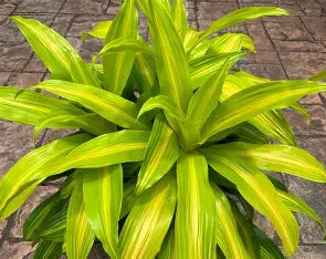 Dracaena Bronze Bay