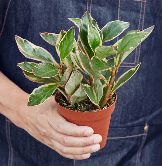 Peperomia Clusiifolia 4inch