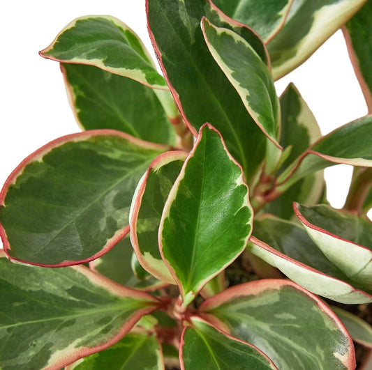 Peperomia Clusiifolia 4inch