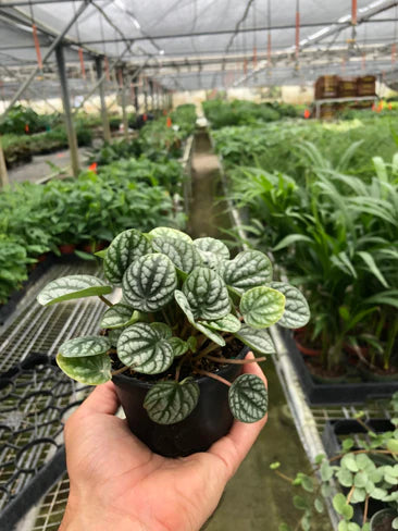 Peperomia Burbella 4"