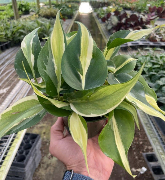 Philodendron 'Silver Stripe' 6inch