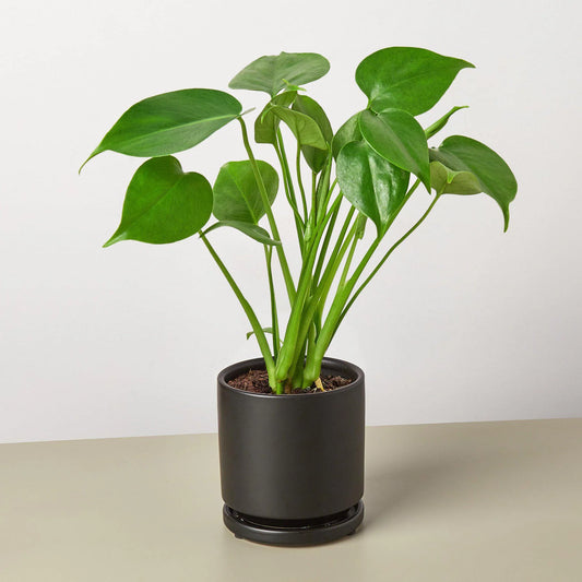 Monstera 'Split-Leaf 6”clear pot