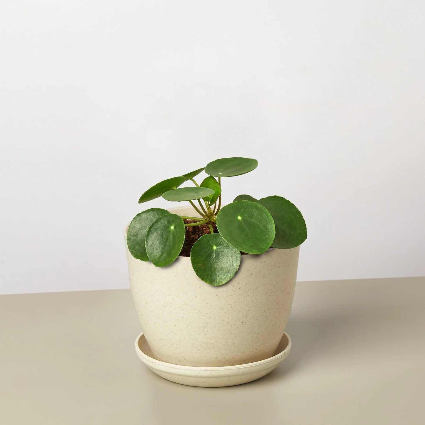 Pilea Peperomioides 'Chinese Money' 4" Clear Pot