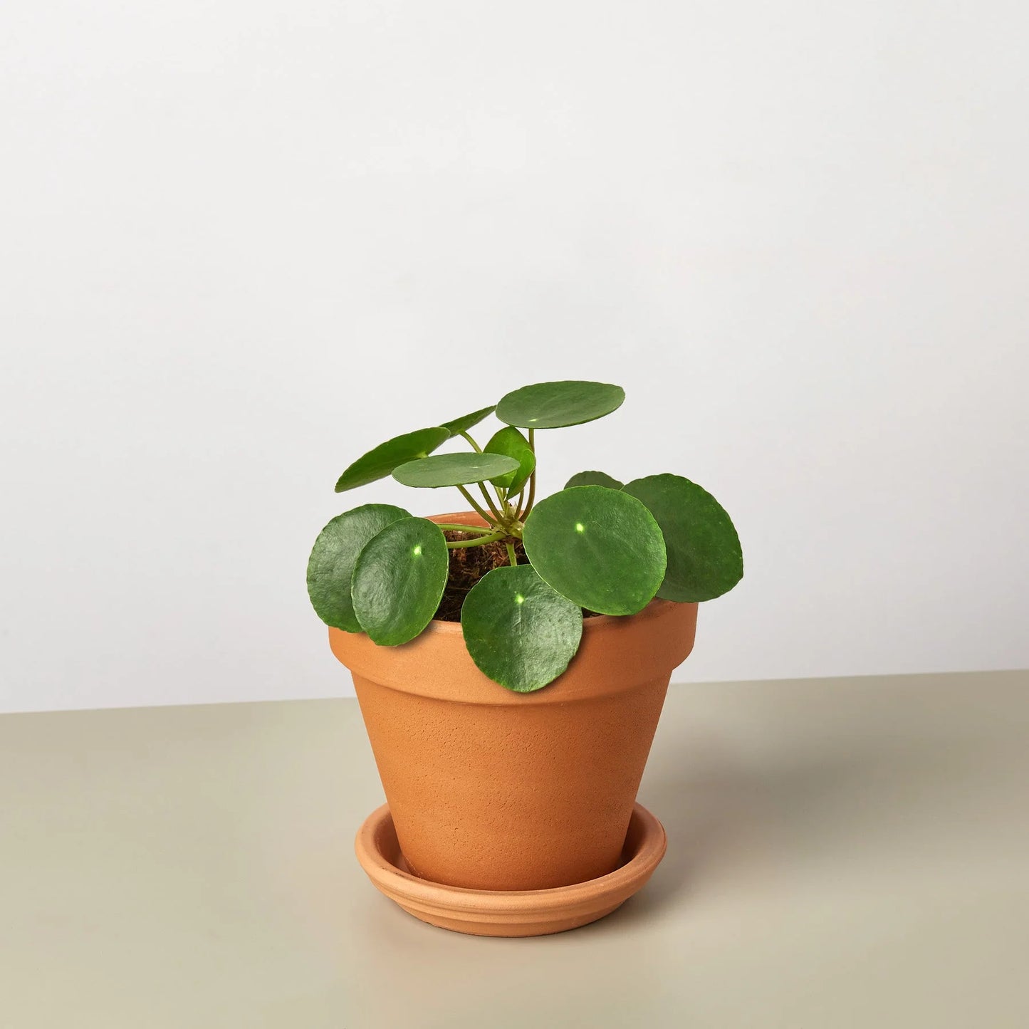 Pilea Peperomioides 'Chinese Money' 4" Clear Pot