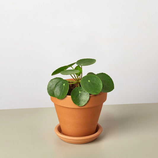 Pilea Peperomioides 'Chinese Money' 4" Clear Pot
