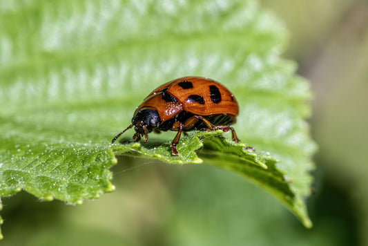 Pest and Disease Management