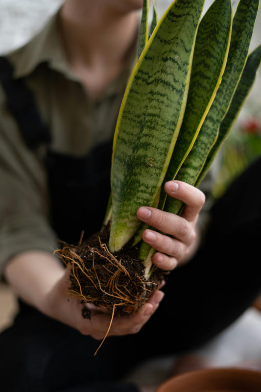 Repotting Services Only