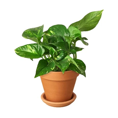 Pothos 'Golden' 4"