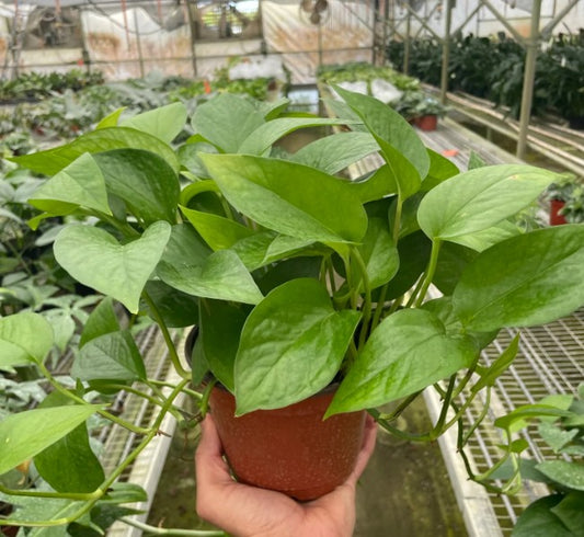 Pothos 'Green Queen'