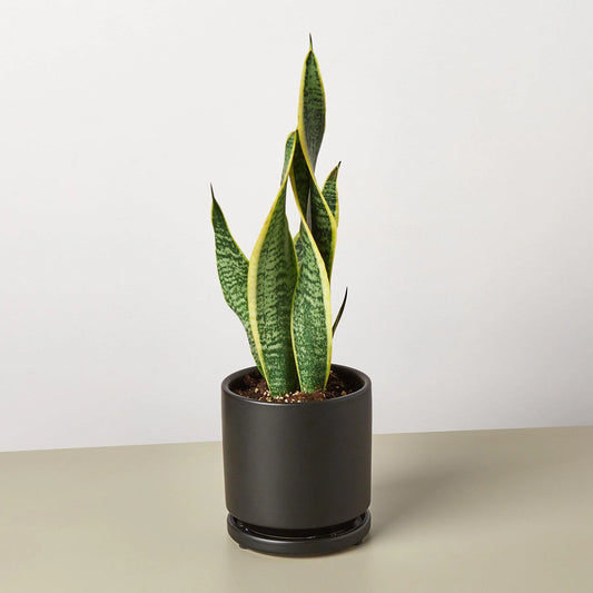 Snake Plant 'Laurentii' 4"