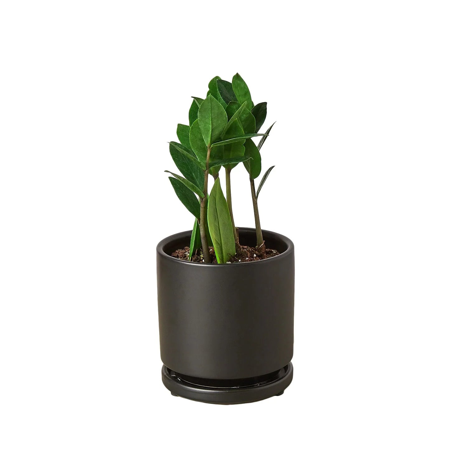 Zamioculcas Zamiifolia ZZ - 6"