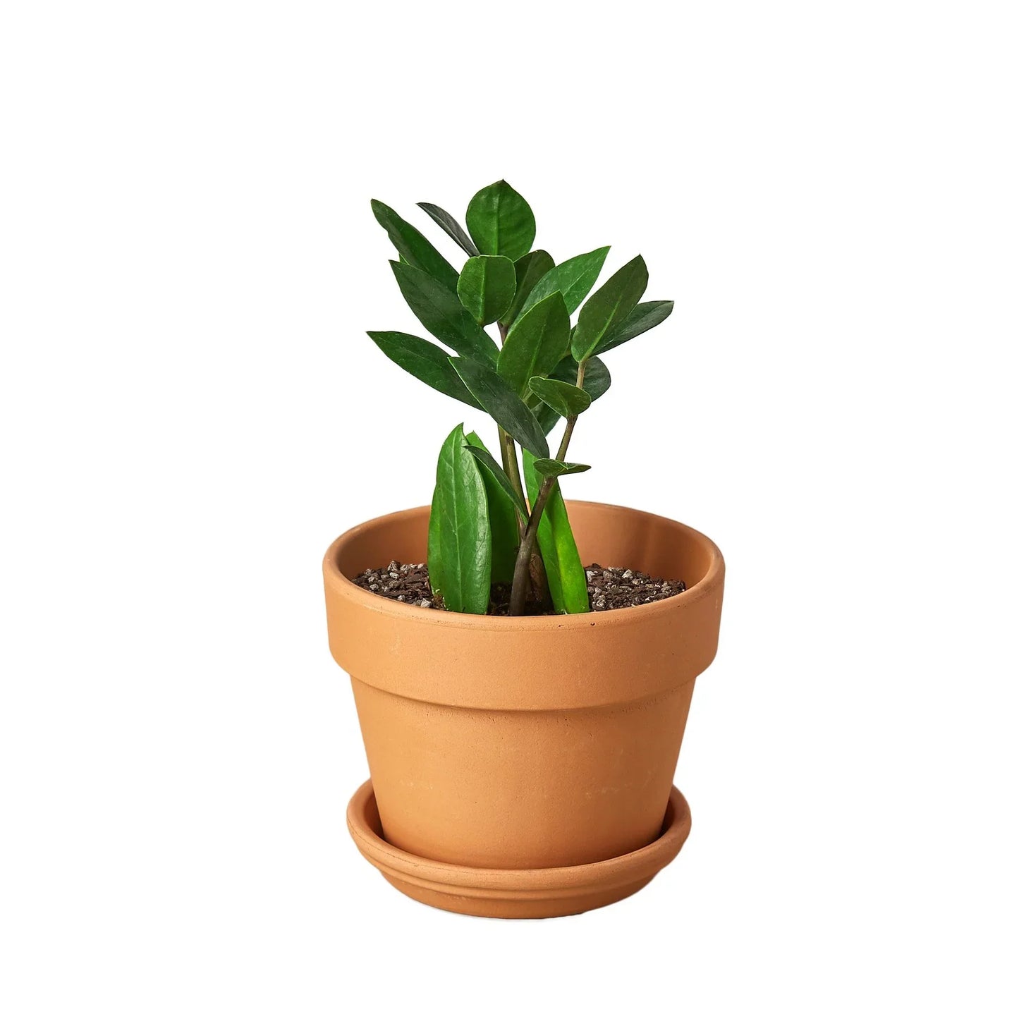 Zamioculcas Zamiifolia ZZ - 6"