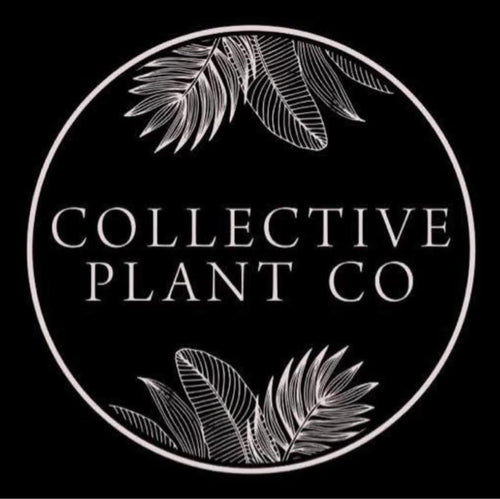 dracaena bronze bay Dracaena Bronze Bay – Collective Plant Co