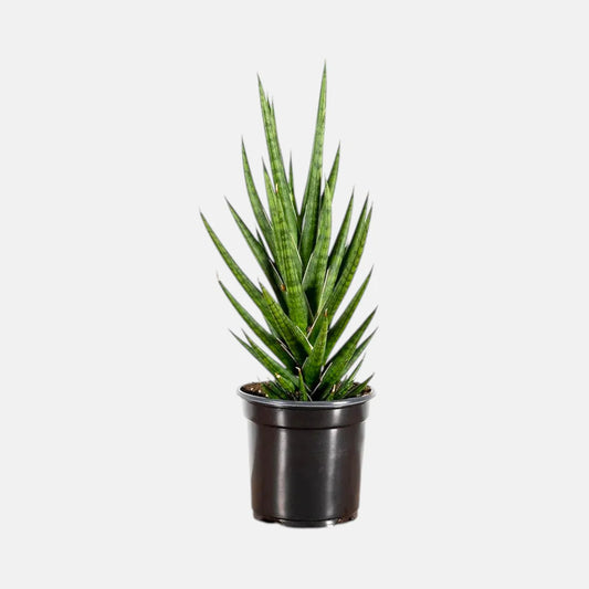 Sansevieria Francisii