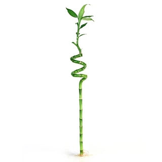 Lucky Bamboo