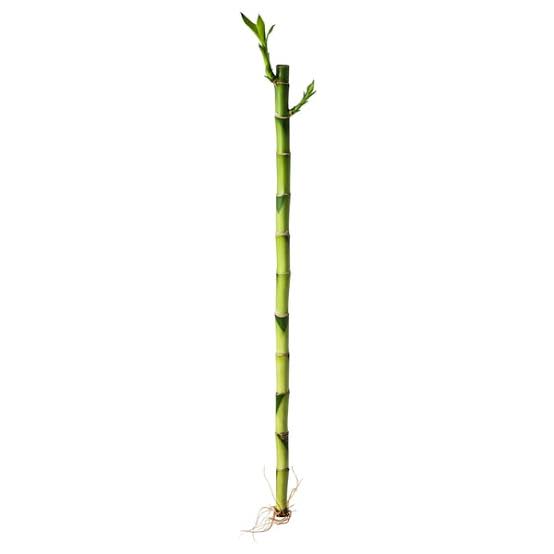 Lucky Bamboo