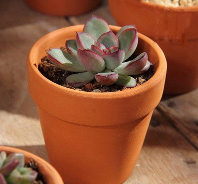 Succulent Terracotta Potted Variety 4"