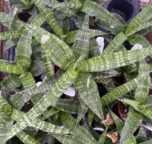 Sansevieria Tiger Crown