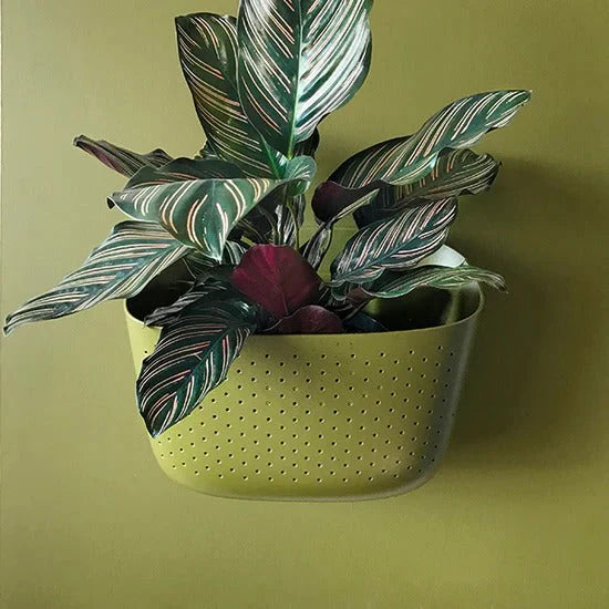Eco Wall Planter