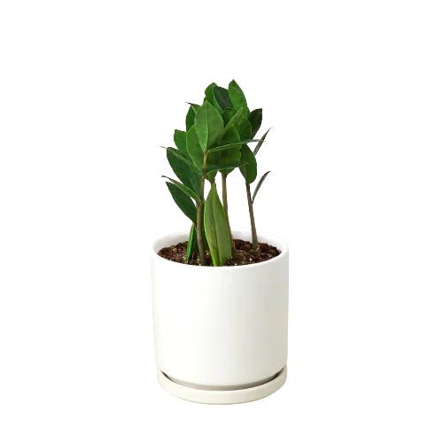 Zamioculcas Zamiifolia ZZ - 6"