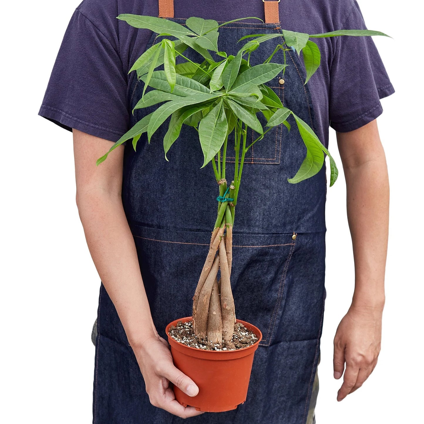 Money Tree 'Guiana Chestnut' Pachira Braid 6"