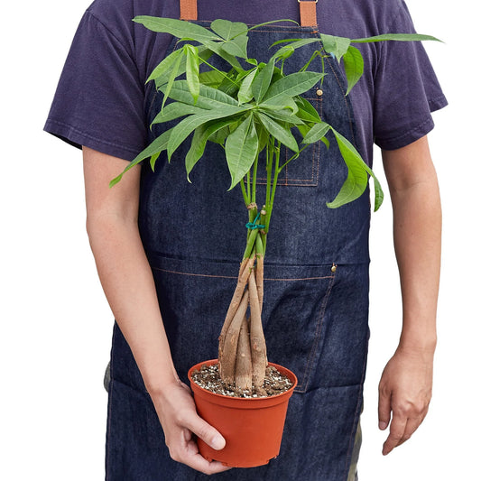 Money Tree 'Guiana Chestnut' Pachira Braid 6"