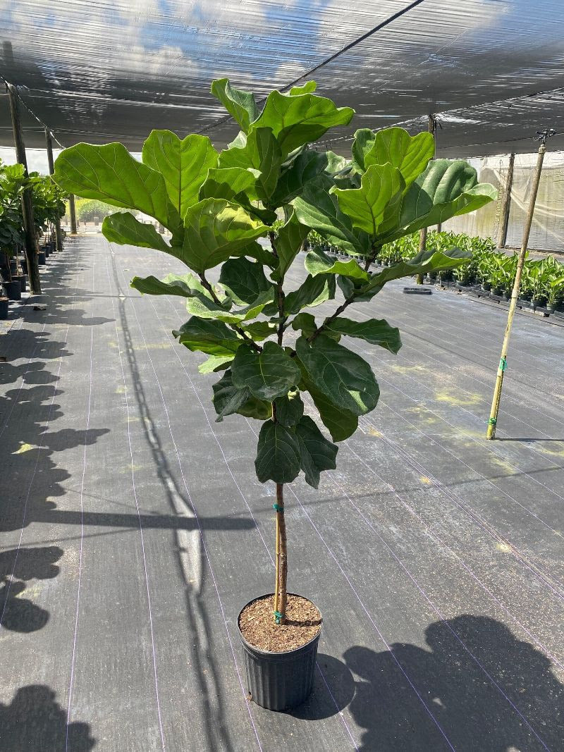 Ficus Lyrata Standard