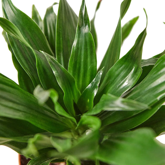 Dracaena 'Janet Craig 4" Clear Pot