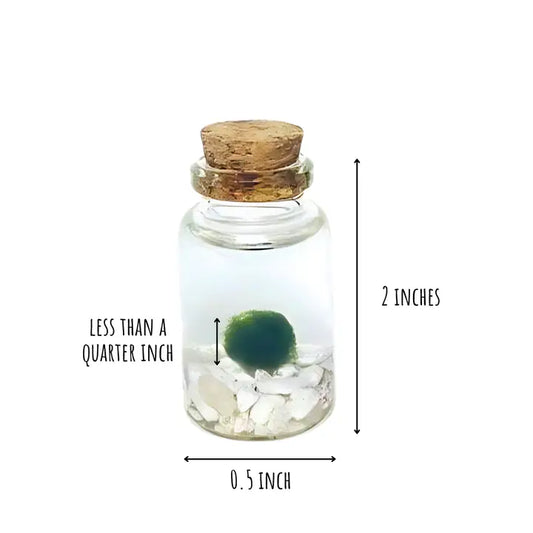 Tiny Classic Marimo Moss Ball