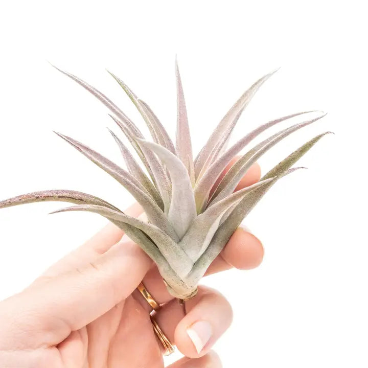 Harrisii Air Plants