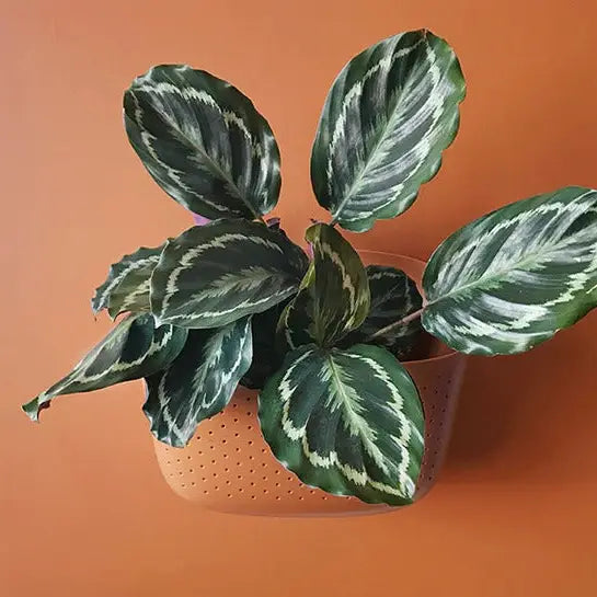 Eco Wall Planter