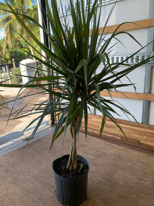 Dracaena Marginata Braid