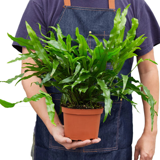 Fern Kangaroo Paw  6"