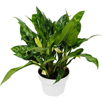 Chinese Evergreen 'Maria' 6"