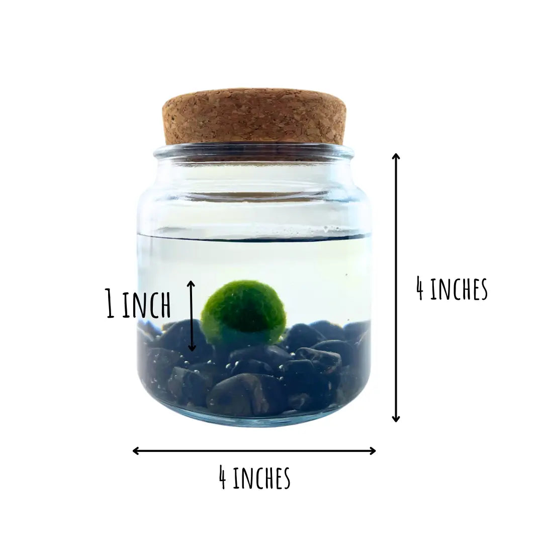 Large Obsidian Moss Ball Terrarium