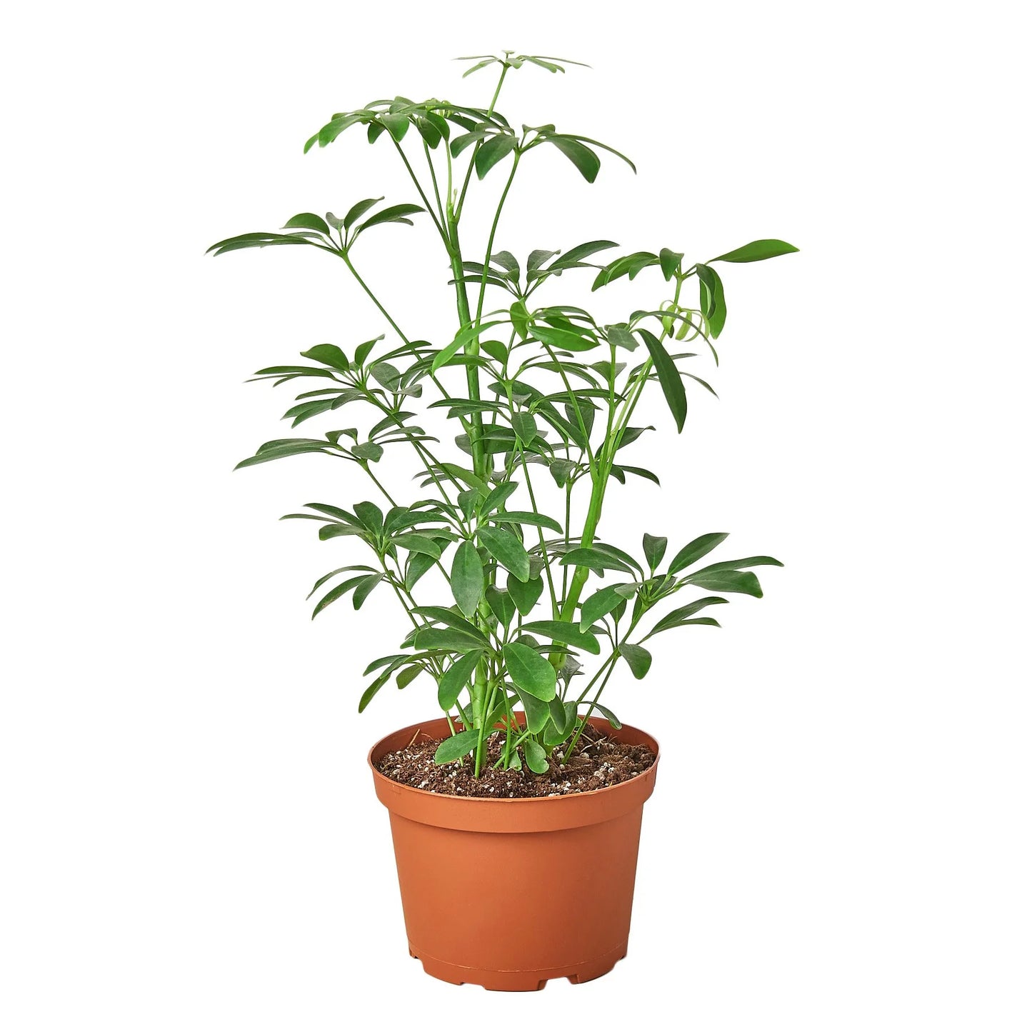Schefflera Arboricola 4" Umbrella Plant