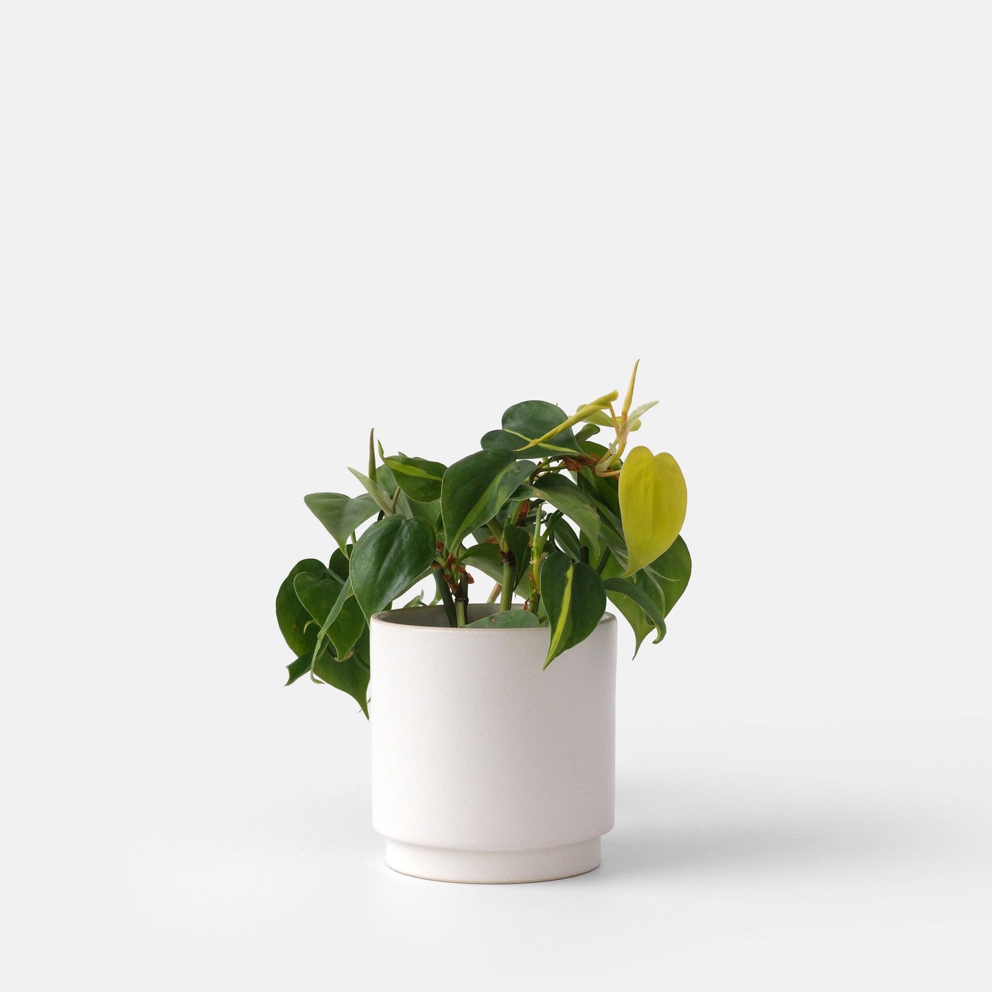 Kolo Planter