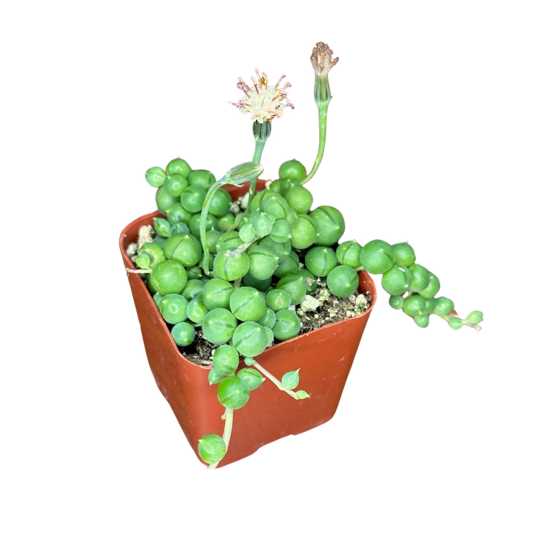 String of Pearls - Senecio Rowleyanus – 4”