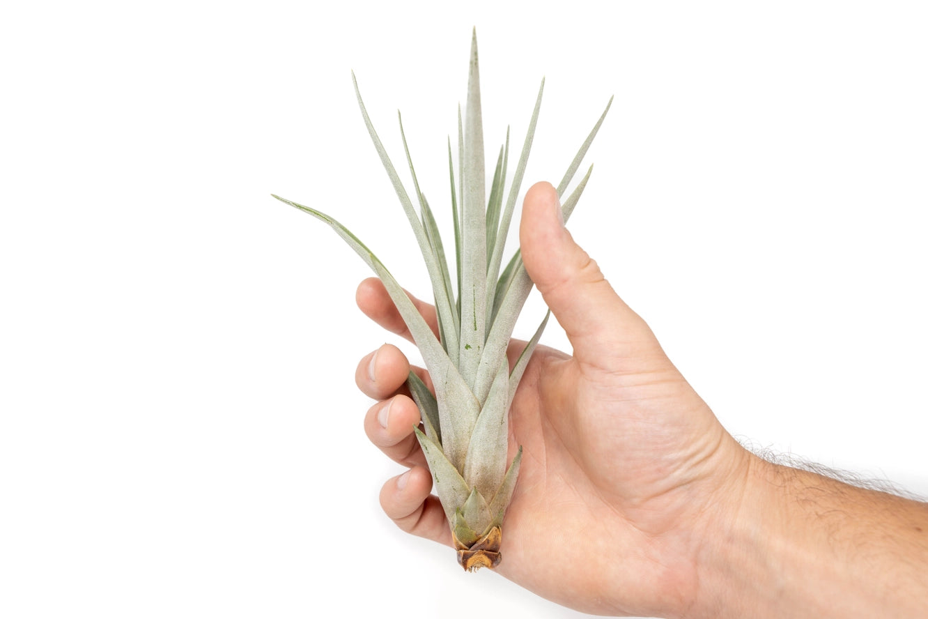 Fasciculata air plant