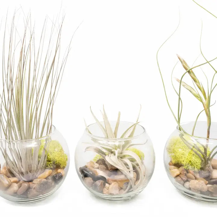 Bubble Bowl Terrariums with Harrisii, Juncea & Butzii Plants