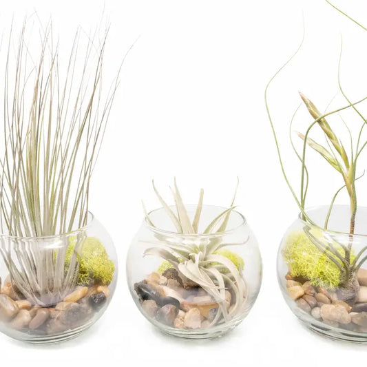 Bubble Bowl Terrariums with Harrisii, Juncea & Butzii Plants