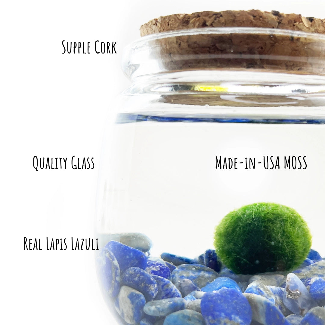 Medium Lapis Lazuli Moss Ball Terrarium