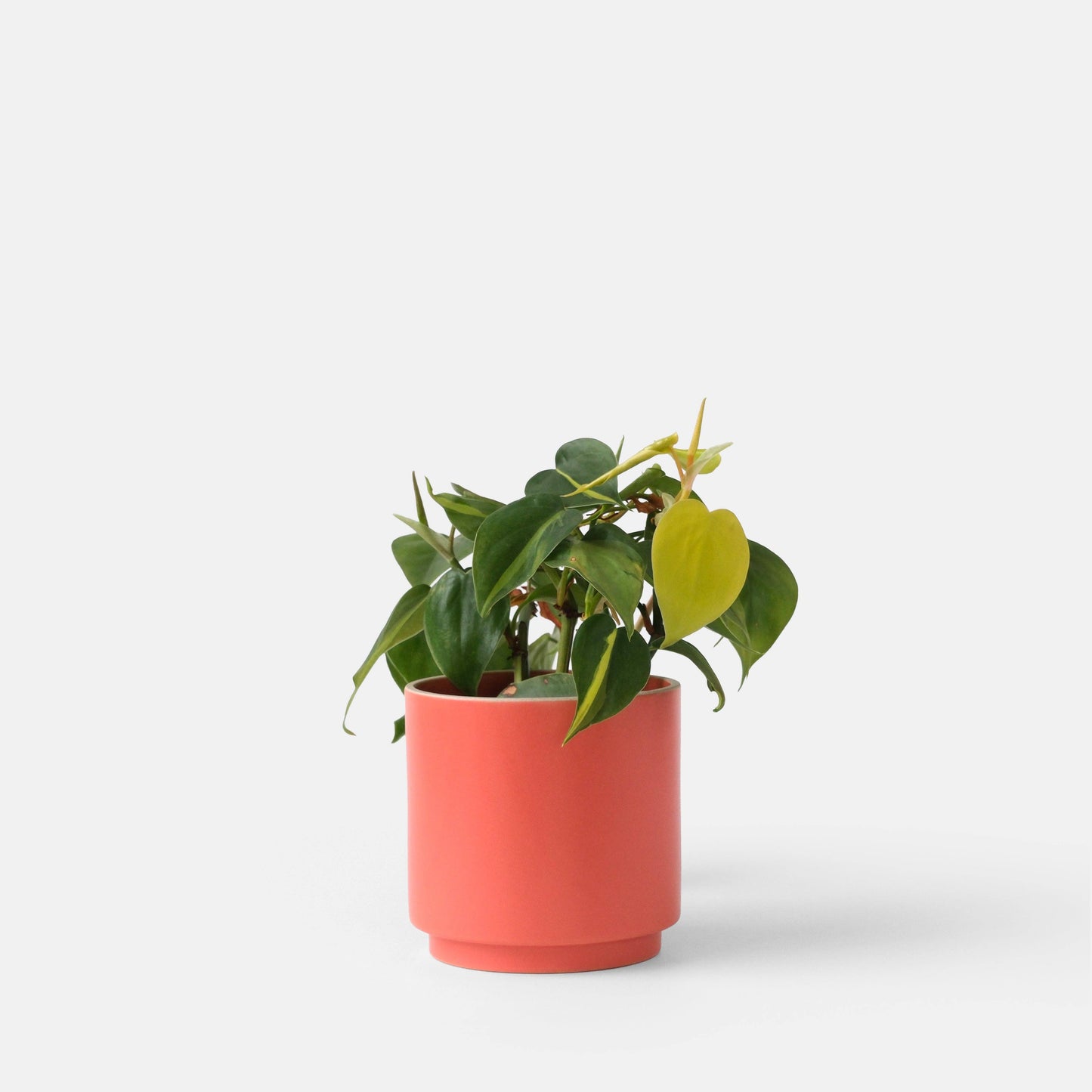 Kolo Planter